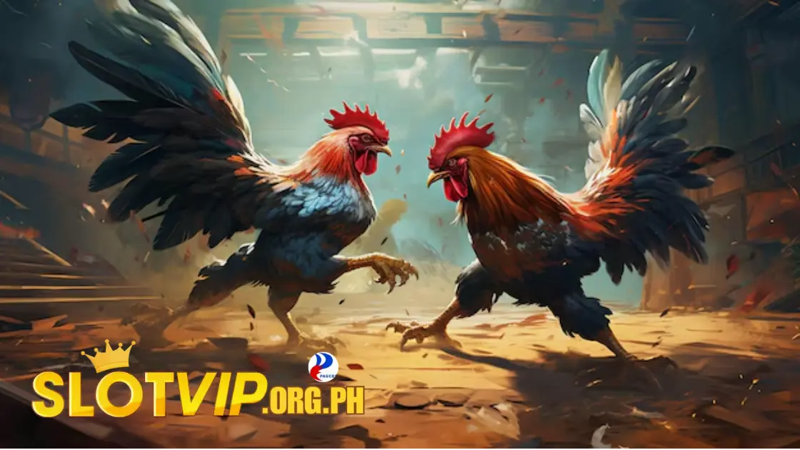 cockfighting slotvip 04